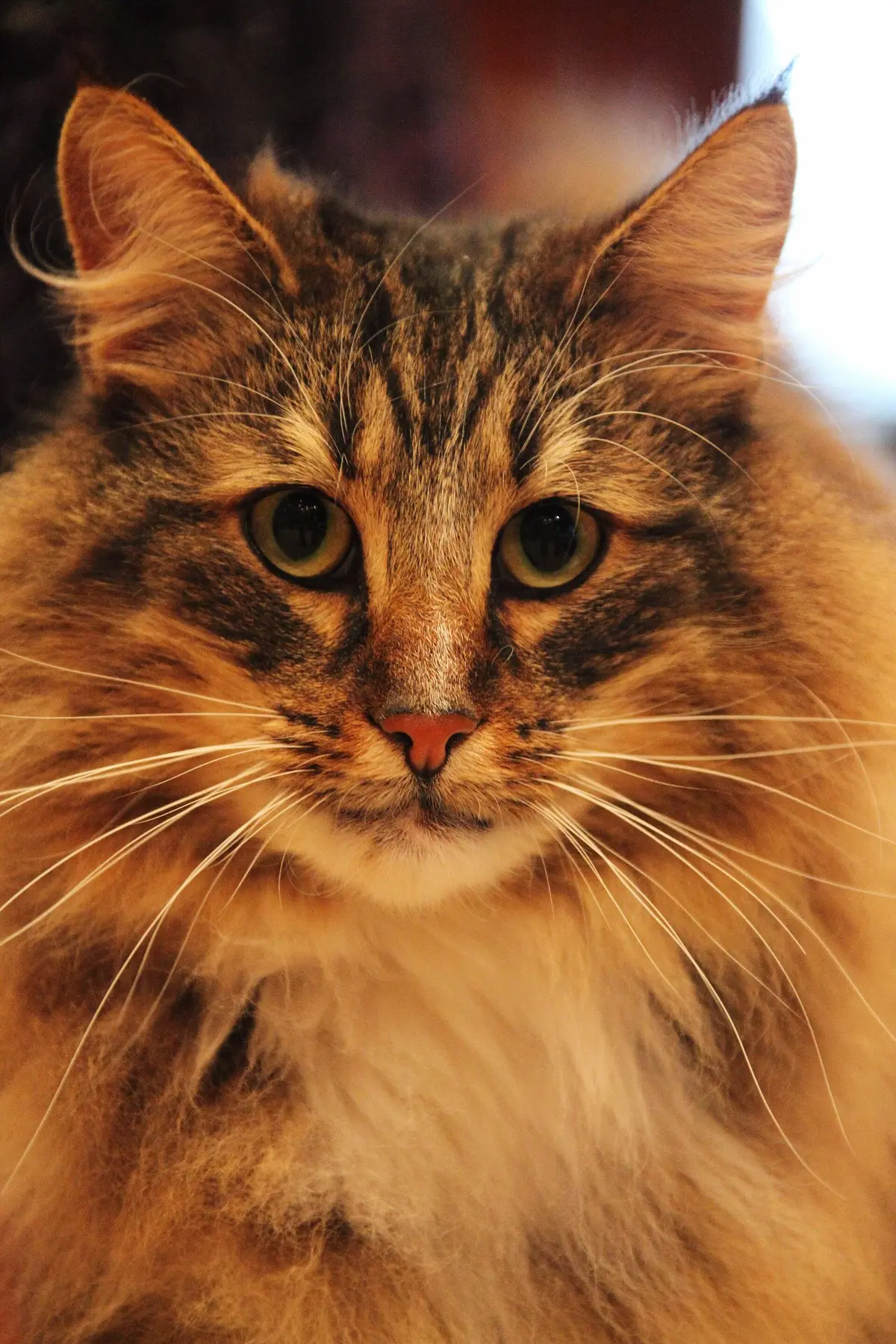 Milo