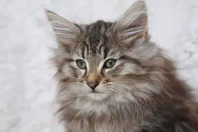 Kattunge Gunnar