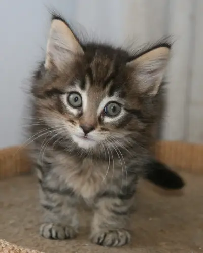 Kattunge Birk