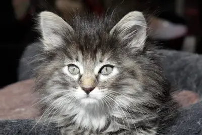 Foto av Nala